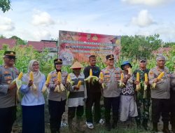 Wakapolresta Pontianak Hadiri Panen Perdana Jagung Bersama Petani dan Forkopimcam di Jalan Ujung Pandang Pontianak Kota