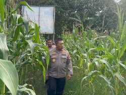 Kabid Dokes selaku Pamatwil Polda Kalbar Tinjau Lahan Jagung di Semparuk dalam Rangka Asistensi Ketahanan Pangan Nasional