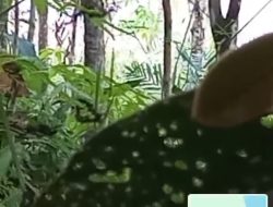 Diduga Tutup Mata, Kapolsek Mukok Bungkam Soal Maraknya PETI di Semuntai