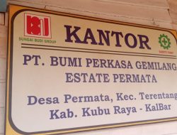 Dugaan Permasalahan Pembayaran Pekerja di PT Bumi Perkasa Gemilang Estate Permata, Kubu Raya!
