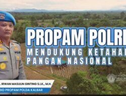Bid Propam Polda Kalbar dan Polres Bengkayang Panen Raya Jagung 98,7 Hektare, Dukung Swasembada Pangan Nasional 2026