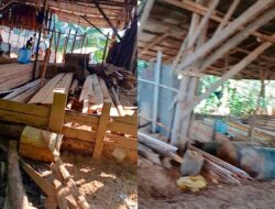 Diduga Beroperasi Tanpa Izin, Sawmill di Desa Pancaroba Disorot Warga, APH Diminta Bertindak